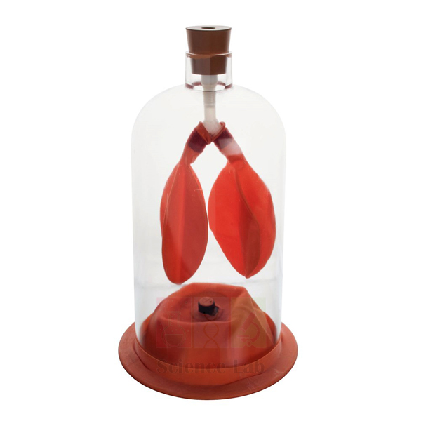Human Lung Model in Bell Jar